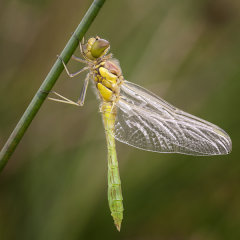 Dragonflies & Damselflies