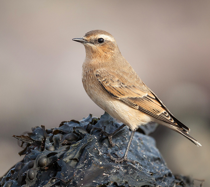 Northern Wheatear 020