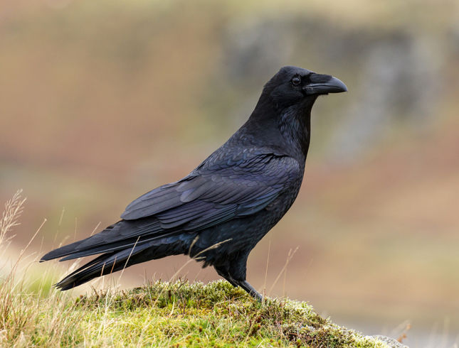 Raven