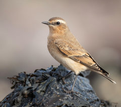British & European Birds - Wheatear