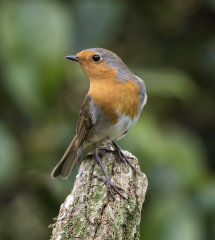 British & European Birds - Robin