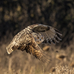 British & European Birds - Eagle Owl