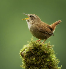 British & European Birds - Wren
