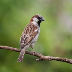 British & European Birds - House Sparrow