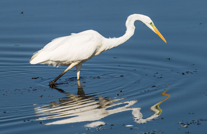 Great White Egret