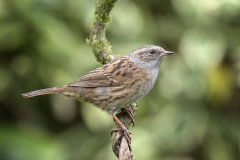British & European Birds - Dunnock