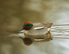 British & European Birds - Teal
