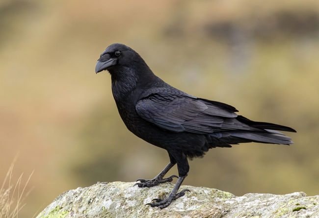 Raven