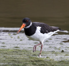 British & European Birds - Oystercatcher