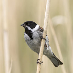 British & European Birds - Reed Bunting