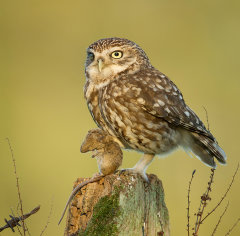 British & European Birds - Little Owl