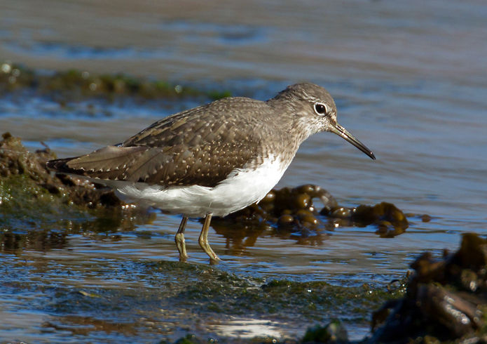 Green Sandpiper