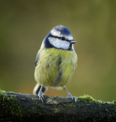 British & European Birds - Tits