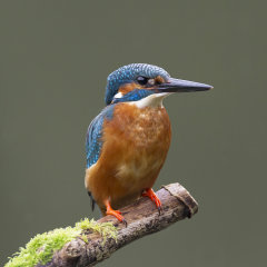 Kingfisher 008