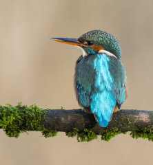 Kingfisher 013