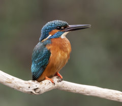 Kingfisher 025