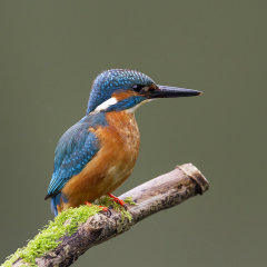 Kingfisher 009