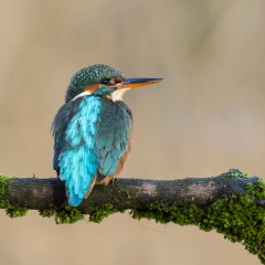 Kingfisher 012