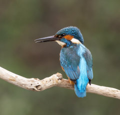 Kingfisher 018
