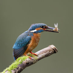 Kingfisher 010