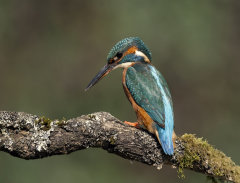 Kingfisher 014