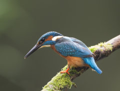 Kingfisher 002