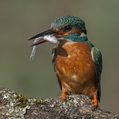 Kingfisher 021