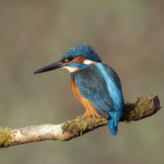 Kingfisher 024