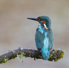 Kingfisher 026
