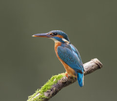 Kingfisher 005