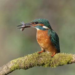 Kingfisher 015