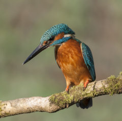 Kingfisher 023