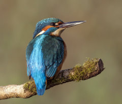 Kingfisher 017