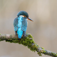 Kingfisher 011