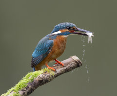 Kingfisher 003