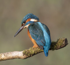 Kingfisher 016