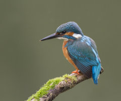 Kingfisher 004