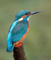 Kingfisher 001
