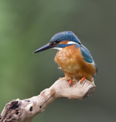 Kingfisher 006