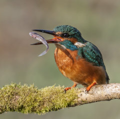 Kingfisher 020