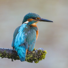 Kingfisher 027