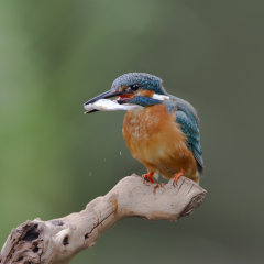 Kingfisher 007