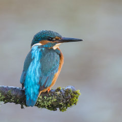 Kingfisher 028