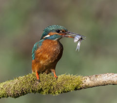 Kingfisher 019
