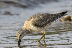 British & European Birds - Knot