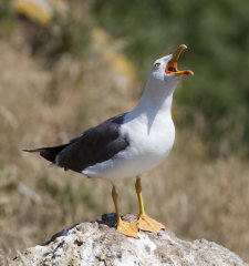 British&European Birds - Lesser Black Backed Gull