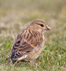 British & European Birds - Linnet