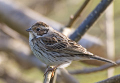European Birds - Little Bunting