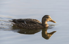 British & European Birds - Mallard