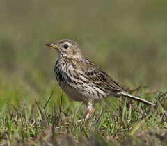 British & European Birds - Pipits & Wagtails